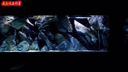 大魚缸怎么樣養魚好看：大魚缸養魚技巧