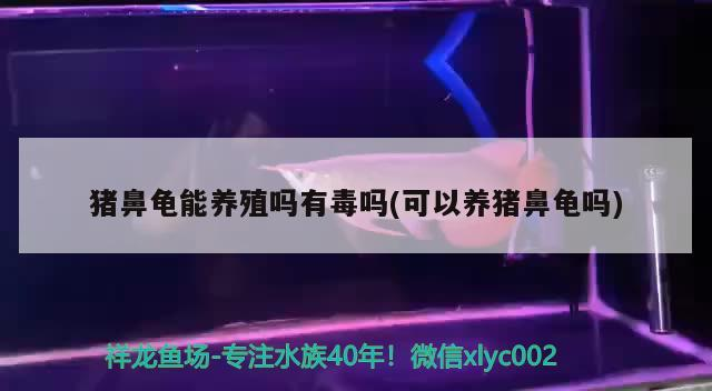 豬鼻龜能養殖嗎有毒嗎(可以養豬鼻龜嗎)