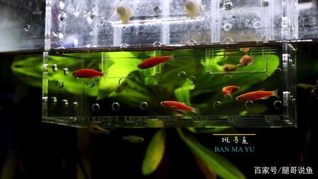 博特魚缸怎么換水（博特魚缸怎么換水視頻）