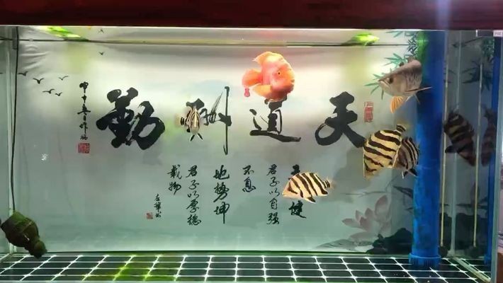 龍魚有內(nèi)寄是什么狀況啊vs祥龍魚場：如何預(yù)防龍魚內(nèi)寄