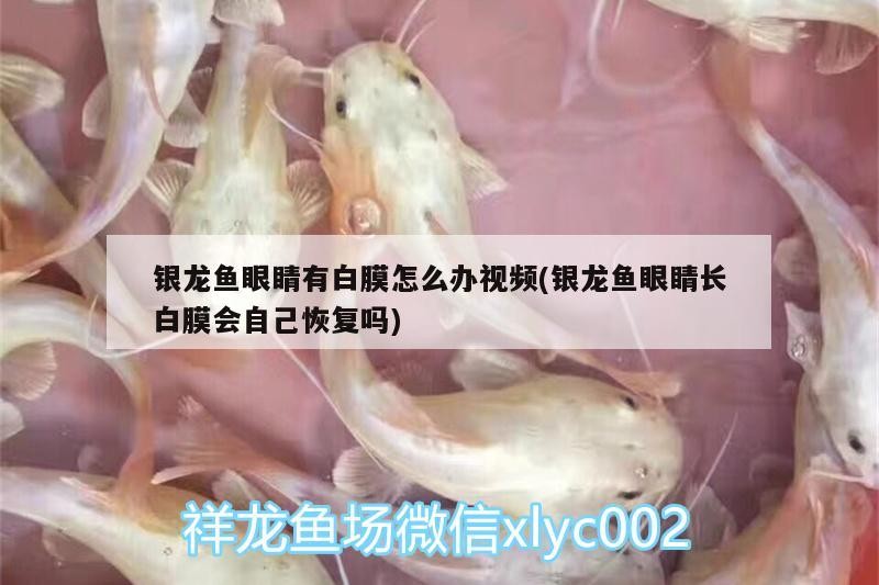 銀龍魚眼睛有白膜怎么辦視頻(銀龍魚眼睛長白膜會自己恢復(fù)嗎)