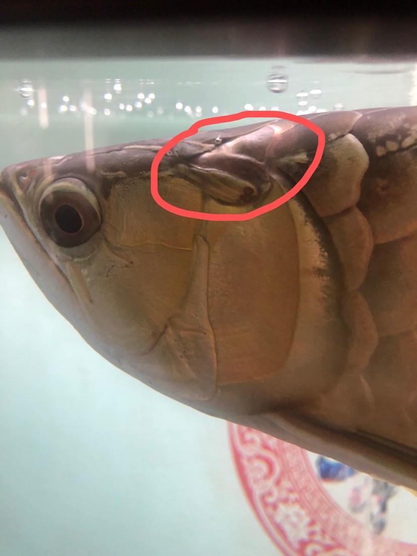 求助金龍有蟲(chóng)子怎么治療