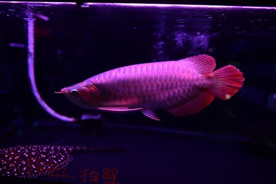 紅龍魚什么時候用側燈：紅龍魚何時使用側燈