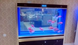 定西水族館vs祥龍魚場（定西水族館和祥龍魚場哪個好）