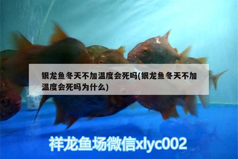 銀龍魚冬天不加溫度會死嗎(銀龍魚冬天不加溫度會死嗎為什么)