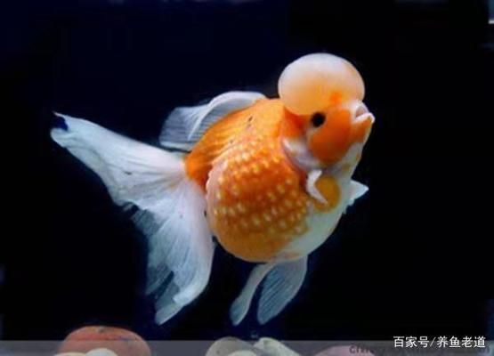 純血魟魚常見疾病預(yù)防：純血魟魚常見疾病的預(yù)防方法