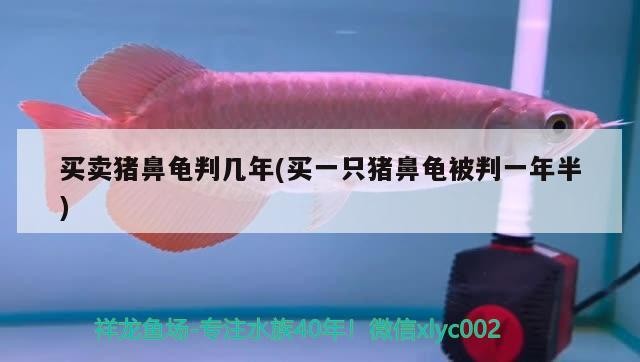 買賣豬鼻龜判幾年(買一只豬鼻龜被判一年半)