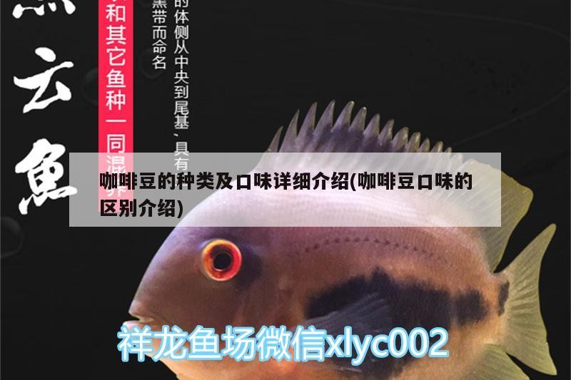 咖啡豆的種類及口味詳細介紹(咖啡豆口味的區(qū)別介紹)