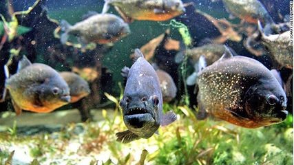 被虎魚咬了會怎么樣：被虎魚咬傷了會怎么樣