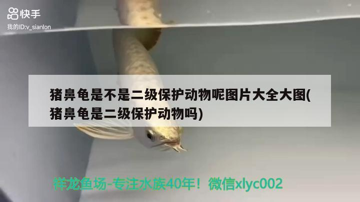 豬鼻龜是不是二級保護動物呢圖片大全大圖(豬鼻龜是二級保護動物嗎)