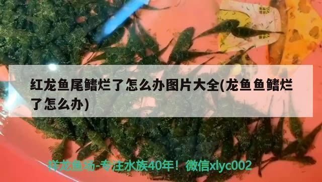 紅龍魚尾鰭爛了怎么辦：如何處理紅龍魚尾鰭爛病