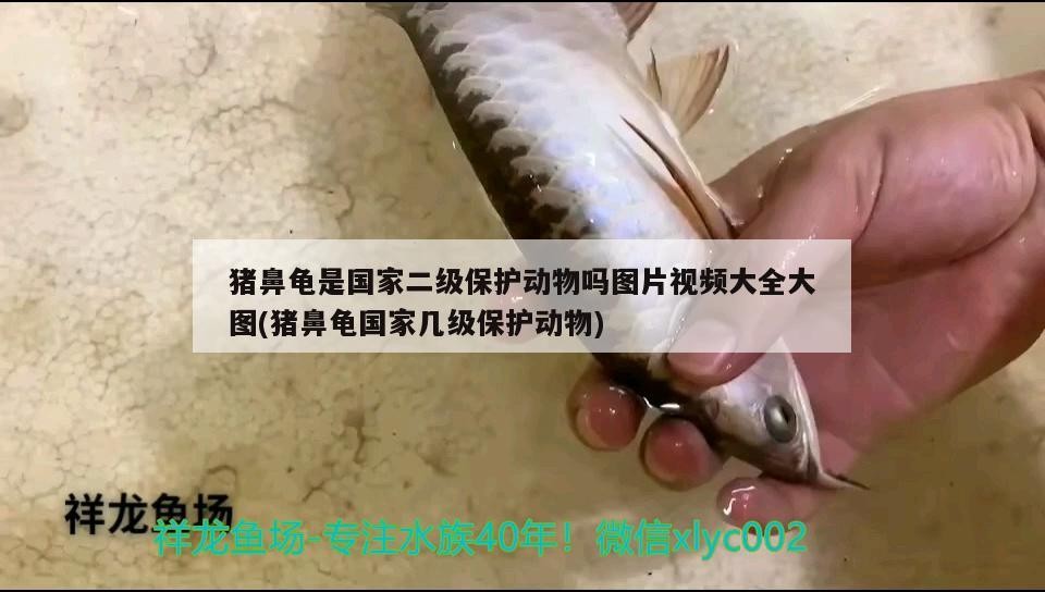 豬鼻龜是國家二級保護動物嗎圖片視頻大全大圖(豬鼻龜國家幾級保護動物)