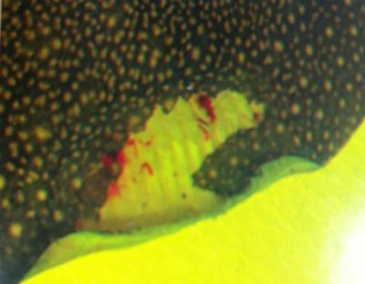 魟魚常見(jiàn)疾病有哪些癥狀：魟魚常見(jiàn)疾病及其癥狀如下：[需手動(dòng)填充]魚常見(jiàn)疾病有哪些癥狀