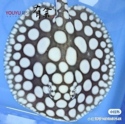 魟魚常見(jiàn)疾病有哪些癥狀：魟魚常見(jiàn)疾病及其癥狀如下：[需手動(dòng)填充]魚常見(jiàn)疾病有哪些癥狀