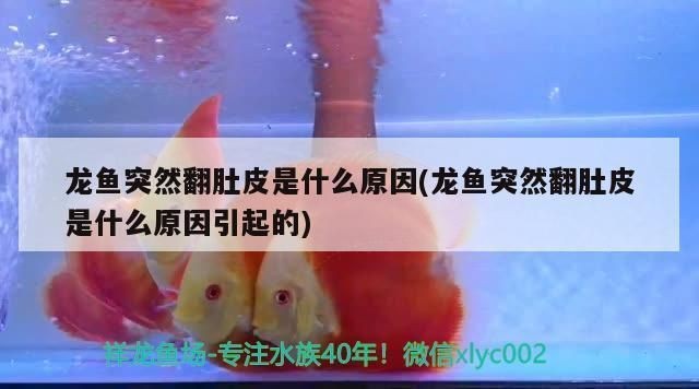 什么原因導致龍魚翻肚vs祥龍魚場：如何挑選健康的龍魚