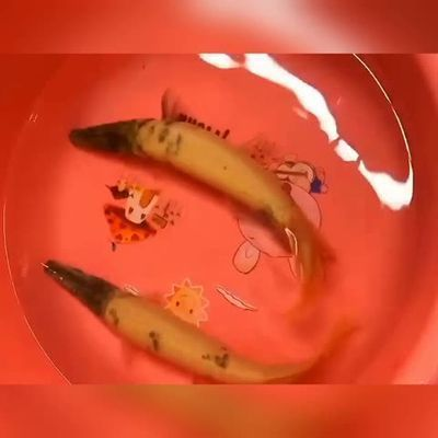 土霉素對龍魚有什么作用和功效呢vs祥龍魚場：土霉素在水產養殖中的應用