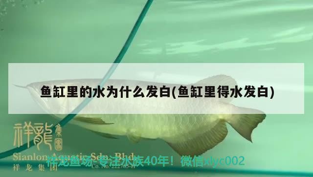魚缸里的水為什么發白(魚缸里得水發白)
