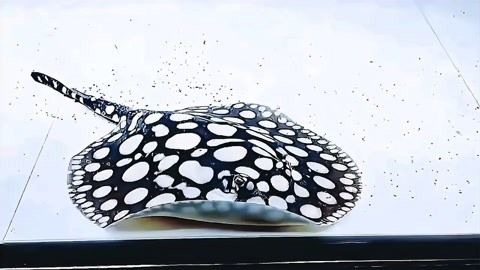 如何提高黑白魟魚繁殖率：如何提高黑白魟魚的繁殖率