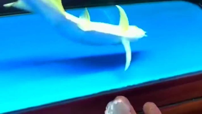 龍魚打架鱗片掉了一半還能活嗎vs祥龍魚場：龍魚打架后的鱗片掉落一半的情況下，龍魚有可能存活并恢復