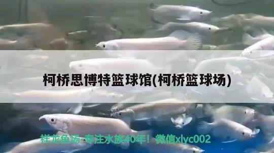 柯橋思博特籃球館(柯橋籃球場)