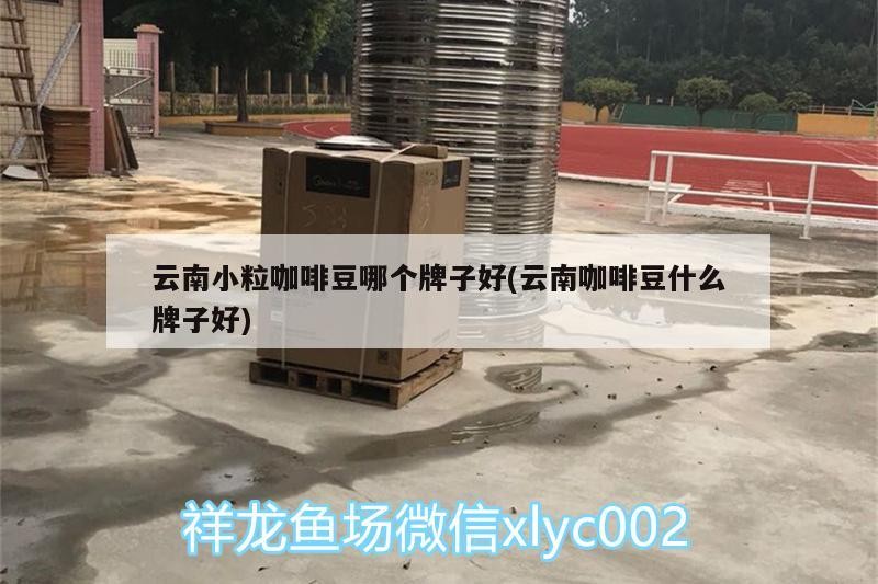 云南小粒咖啡豆哪個牌子好(云南咖啡豆什么牌子好)
