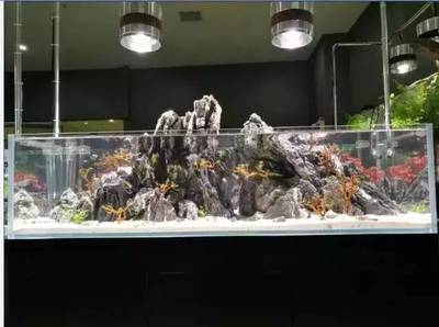 魚缸的魚品種