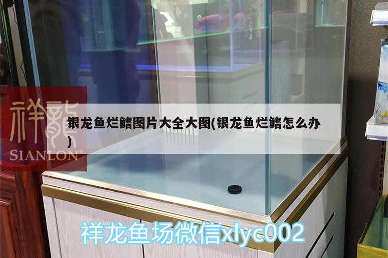 銀龍魚爛鰭圖片大全大圖(銀龍魚爛鰭怎么辦)