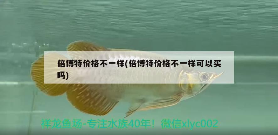 倍博特價格不一樣(倍博特價格不一樣可以買嗎) 倍博特價格不一樣(倍博特價格不一樣可以買嗎) 博特水族