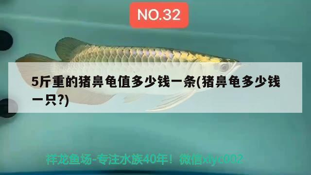 5斤重的豬鼻龜值多少錢一條(豬鼻龜多少錢一只?)