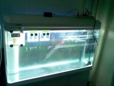 不用增氧泵怎么給魚缸增氧：如何提高魚缸中的溶氧量