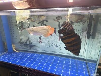 養(yǎng)虎魚(yú)多大魚(yú)缸合適圖片：養(yǎng)虎魚(yú)多大魚(yú)缸合適