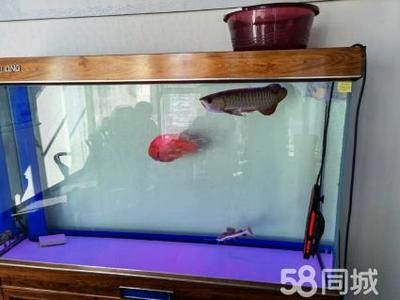 養(yǎng)虎魚(yú)多大魚(yú)缸合適圖片：養(yǎng)虎魚(yú)多大魚(yú)缸合適