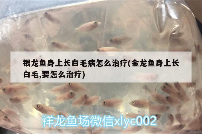 銀龍魚身上長白毛病怎么治療(金龍魚身上長白毛,要怎么治療)