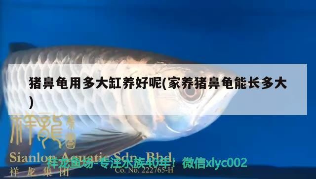 豬鼻龜用多大缸養好呢(家養豬鼻龜能長多大)