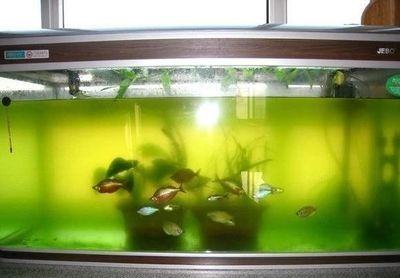 龍魚新缸幾天換水vs祥龍魚場：新龍魚入缸后換水的注意事項
