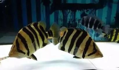 泰北虎容易暴斃嗎？：泰北虎容易暴斃嗎