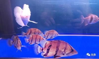 泰北虎容易暴斃嗎？：泰北虎容易暴斃嗎