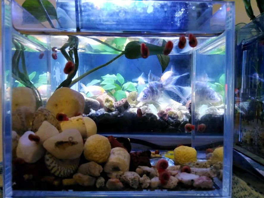 大興安嶺龍魚養殖基地地址在哪兒