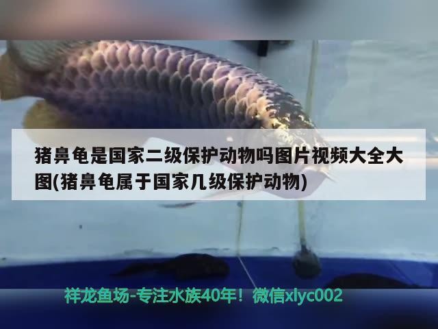 豬鼻龜是國家二級保護動物嗎圖片視頻大全大圖(豬鼻龜屬于國家幾級保護動物)