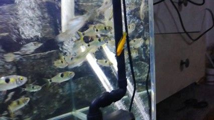 虎魚一天喂食量多少合適：虎魚一天喂食量多少合適虎魚一天喂食量多少合適