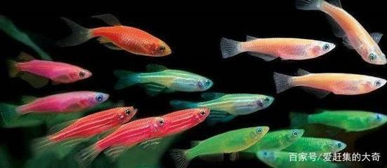 檸檬鯽的繁殖周期是多久?,檸檬鯽的繁殖周期 龍魚百科 第1張 檸檬鯽的繁殖周期是多久?,檸檬鯽的繁殖周期 檸檬鯽的繁殖周期是多久?,檸檬鯽的繁殖周期 龍魚百科 第1張