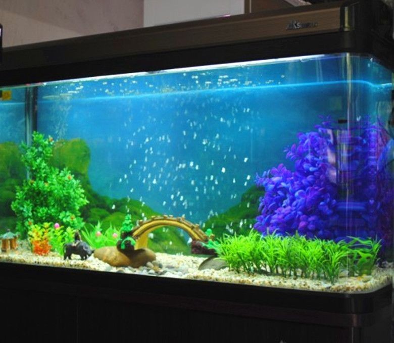 大魚缸改造植物缸好嗎：大魚缸改造植物缸的技巧