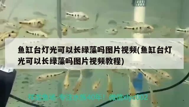 魚缸臺燈光可以長綠藻嗎圖片視頻(魚缸臺燈光可以長綠藻嗎圖片視頻教程) 魚缸臺燈光可以長綠藻嗎圖片視頻(魚缸臺燈光可以長綠藻嗎圖片視頻教程) 魟魚百科