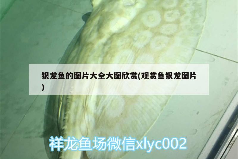 銀龍魚的圖片大全大圖欣賞(觀賞魚銀龍圖片)
