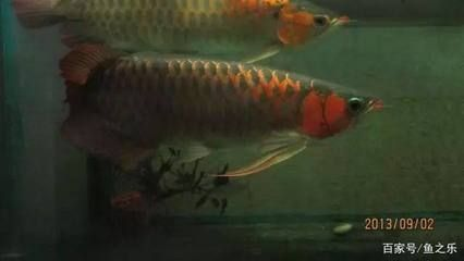 龍魚沉不下去：龍魚沉不下去可能有多種原因