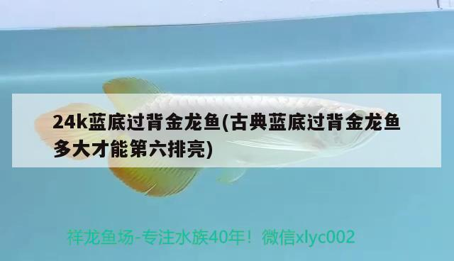24k藍(lán)底過(guò)背金龍魚(yú)(古典藍(lán)底過(guò)背金龍魚(yú)多大才能第六排亮)