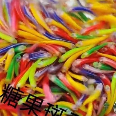 正紅眼白子魟魚怎么挑選紋路：如何挑選健康的正紅眼白子魟魚紋路的方法