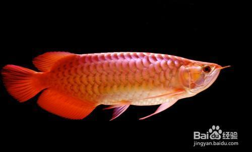 1.8米魚缸養多少條發財魚