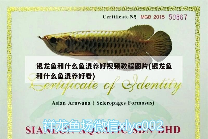 紅龍魚用黃燈烤有用嗎 銀龍魚和什么魚混養好視頻教程圖片(銀龍魚和什么魚混養好看) 銀龍魚百科 銀龍魚和什么魚混養好視頻教程圖片(銀龍魚和什么魚混養好看) 銀龍魚和什么魚混養好視頻教程圖片(銀龍魚和什么魚混養好看) 銀龍魚百科