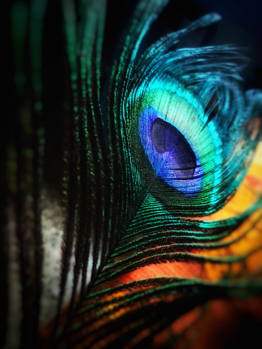 簡單的魚缸造景圖片視頻教程全集（自制創意魚缸造景圖片大全）